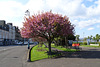 Spring Blossom In Rothesay