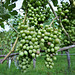 Benken ZH 8.08.23 / Farbumschlag Blauburgunder