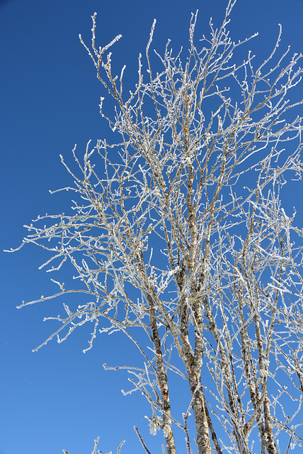 arbre, givre, sur ciel