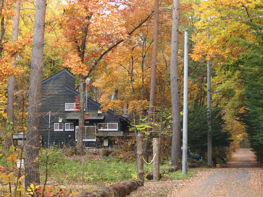 House in colored leaves