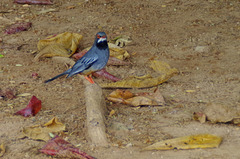 Oiseau emblème de Cuba !