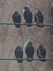 Three crows in the fog