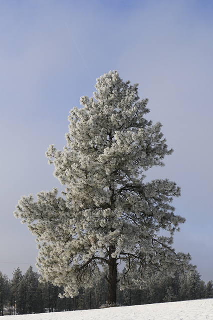 Frosty Morning