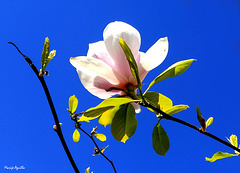 Rosa sobre azul