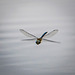 Migrant hawker in flight2