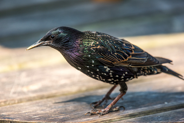 Starling