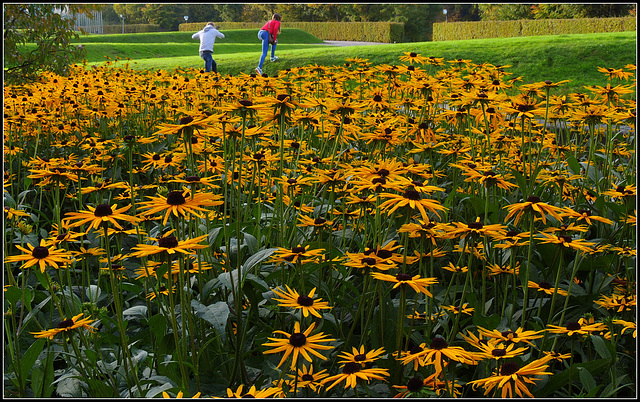 Rudbeckia lovers