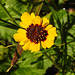 20210823 2541CPw [D~LIP] Färber-Mädchenauge (Coreopsis tinctoria), Bad Salzuflen