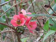 Flowering quince - Chaenomeles speciosa