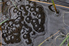 Frogspawn a wider view