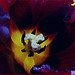 tulip