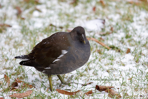 Teichhuhn im Schnee (Wilhelma)