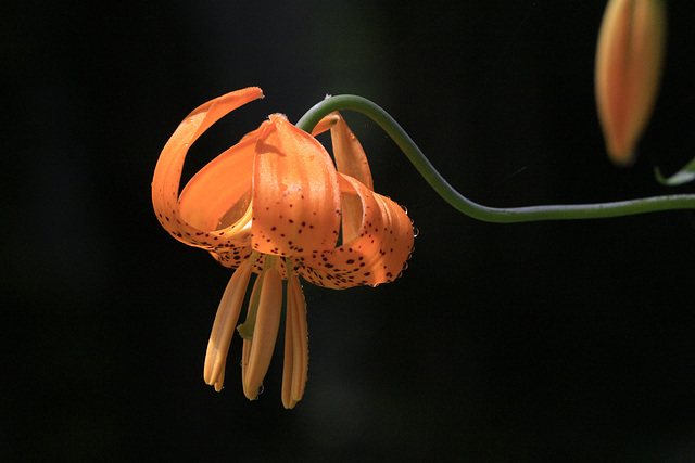 Columbia Lily