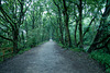 Storeton woods