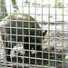 Wildschwein