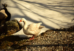 L'oca dalle uova d'oro   -   Die goldene Gans