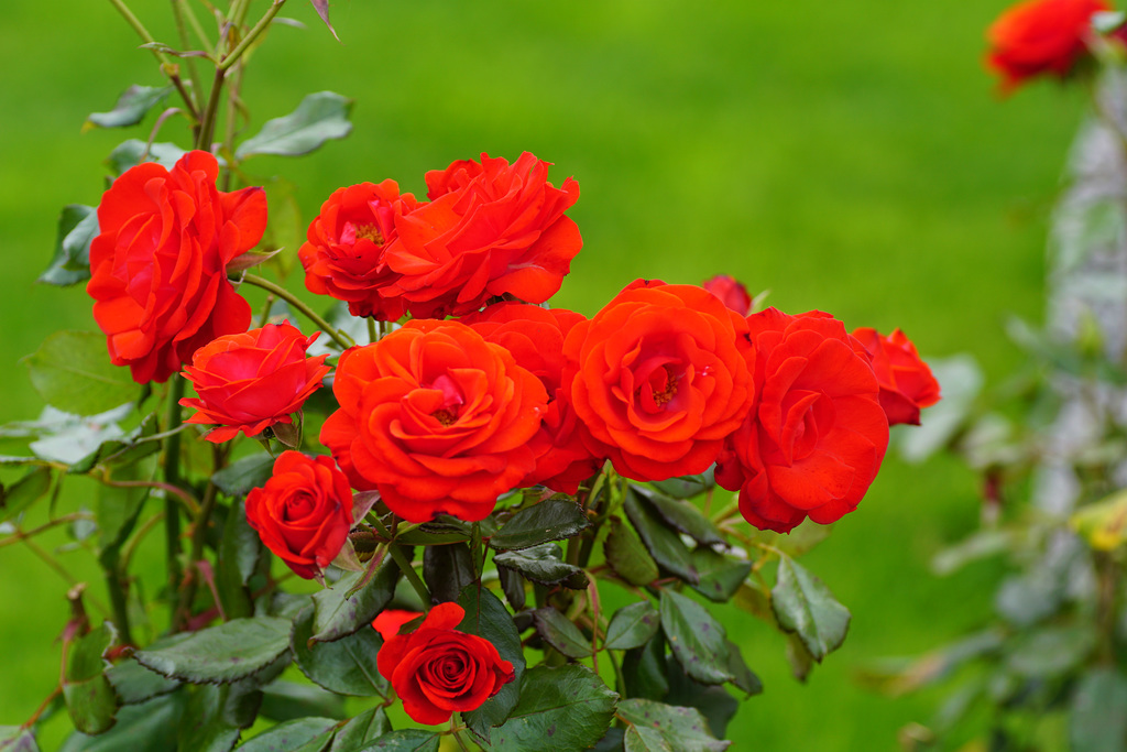 Frische Rosen