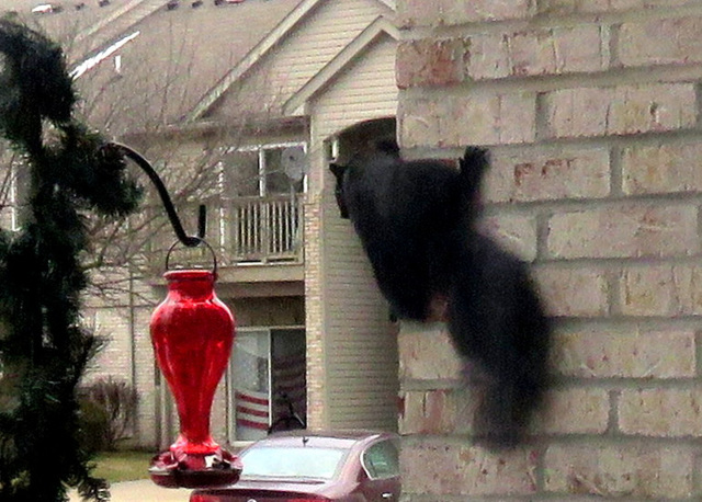 Wall  climber