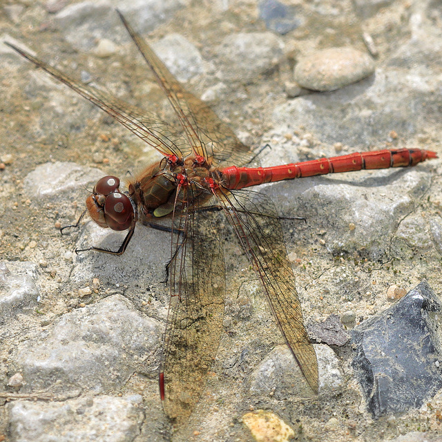 EOS 90D Peter Harriman 13 47 53 19268 commonDarter dpp