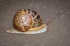 Weinbergschnecke (ohne Weinberg) Weinbergschnecke (ohne Weinberg)