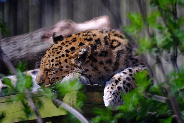 Marwell Zoo Leopard 1