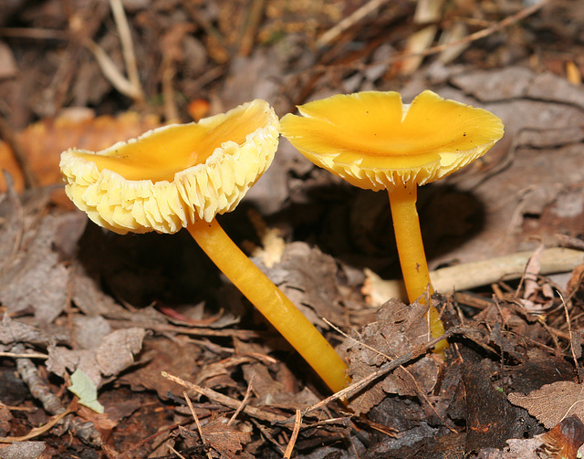 hygrophore jaune orangée