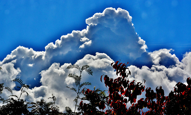 From My Kitchen Window