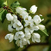 Crab Apple blossom