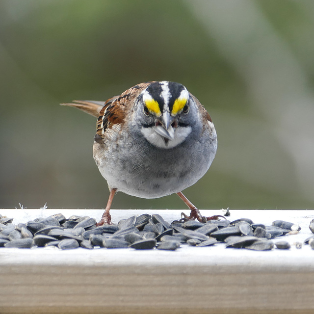 Day 10, White-throated Sparrow, Tadoussac