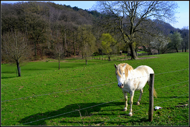 Out of order Horse