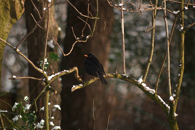 Blackbird - one of two males in the garden