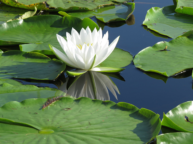 Nymphaea odorata