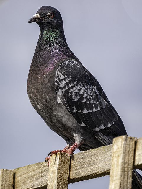 Pigeon on the fence for Friday