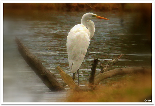 Grande Aigrette