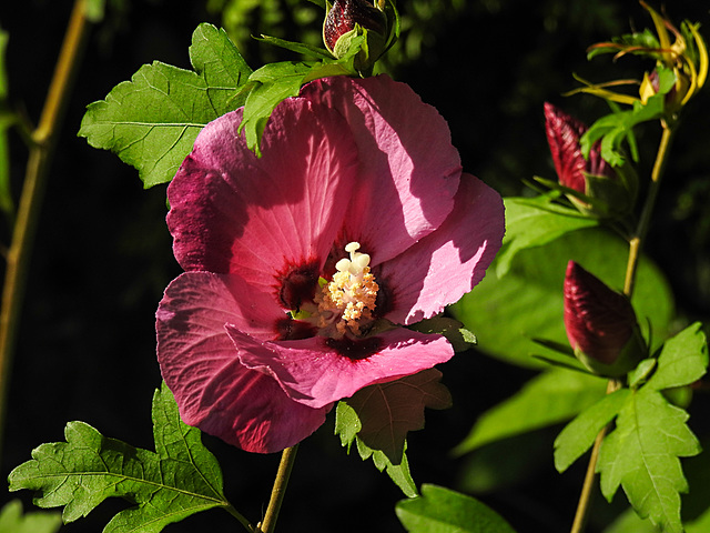 20210823 2542CPw [D~LIP] Straucheibisch (Hibiscus syriacus), Bad Salzuflen