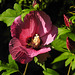 20210823 2542CPw [D~LIP] Straucheibisch (Hibiscus syriacus), Bad Salzuflen