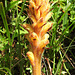 Broomrape