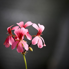 "Géranium" fleurs