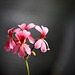 "Géranium" fleurs