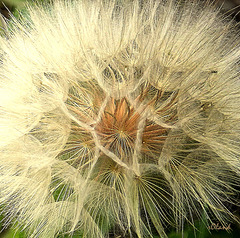 TRAGOPOGON DUBIUS TRAGOPOGON DUBIUS