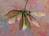 Sycamore Tree Seed Pods