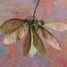 Sycamore Tree Seed Pods Sycamore Tree Seed Pods