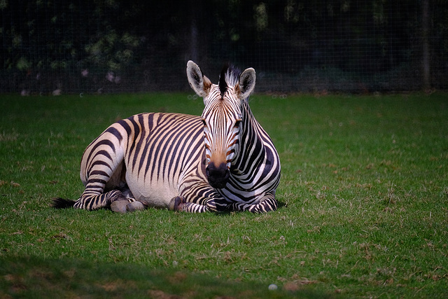 Marwell Zoo Zebra 1