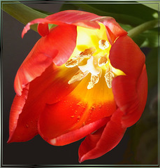 Tulpe mit Licht im Inneren...  ©UdoSm