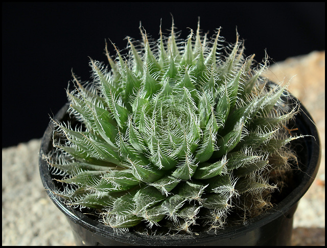 Haworthia bolusii (8)