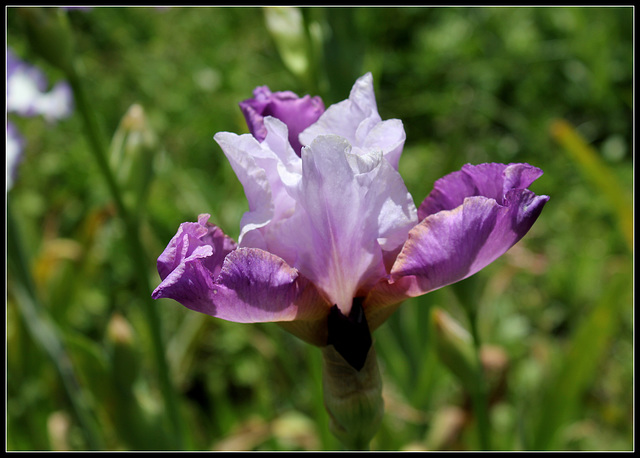 Gyrophare (2)