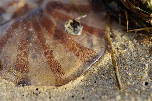 Alforreca, medusa, Chrysaora hysoscella, Compass jellyfish.