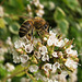 Bee on herb flowers