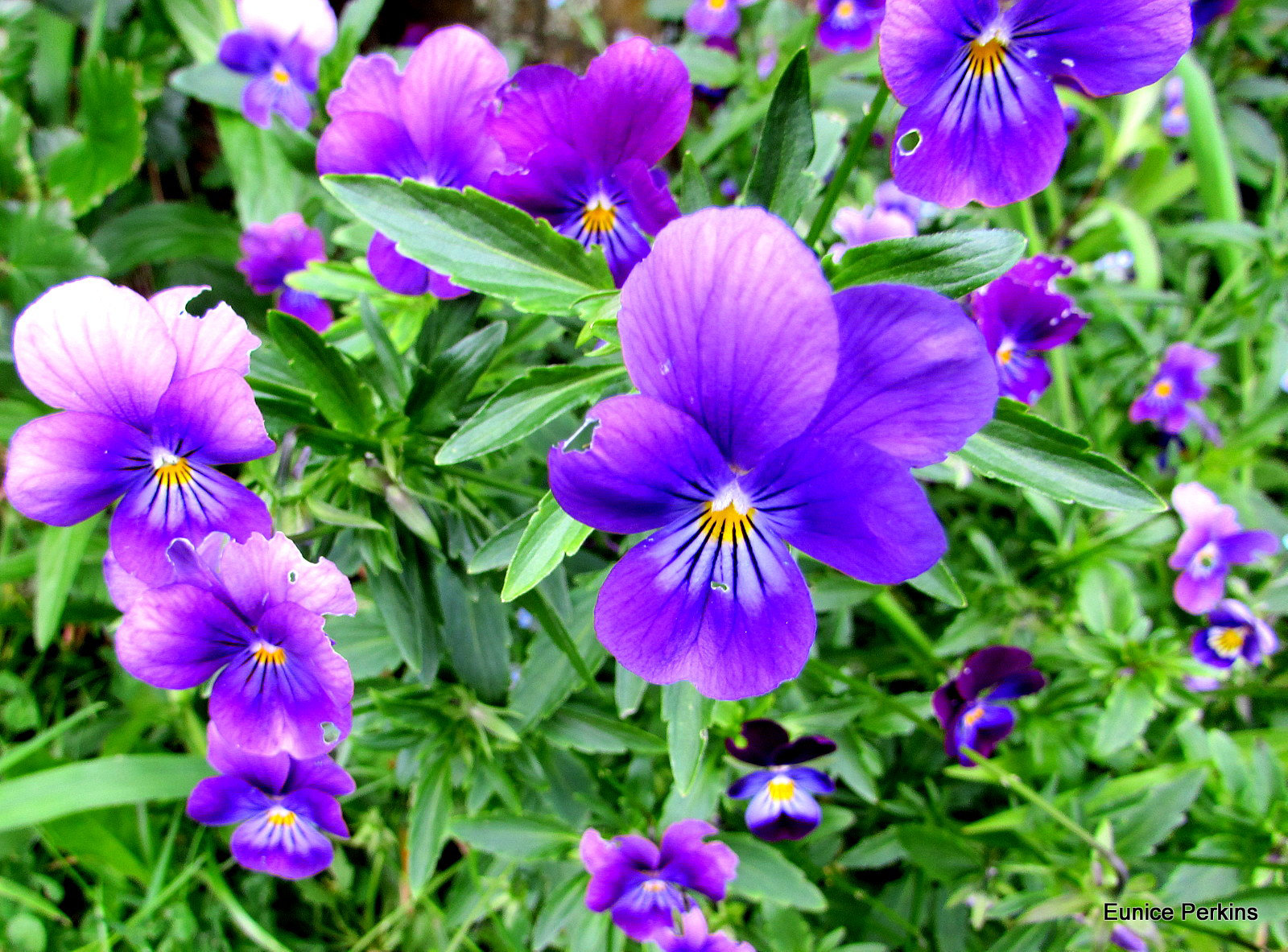 Purple Pansies.