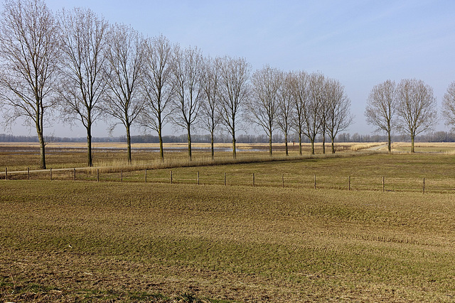 Polder